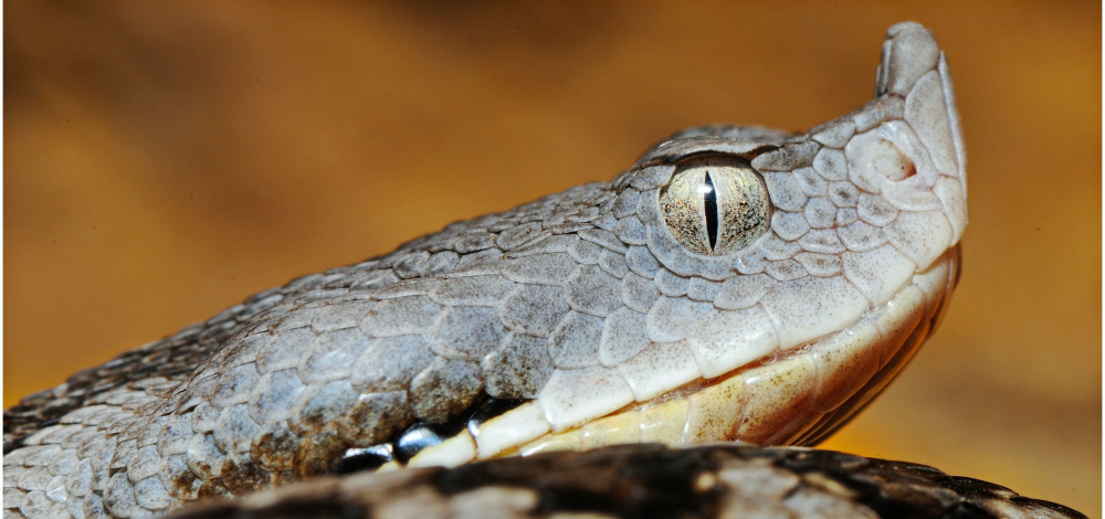 Schaufütterung im Vivarium