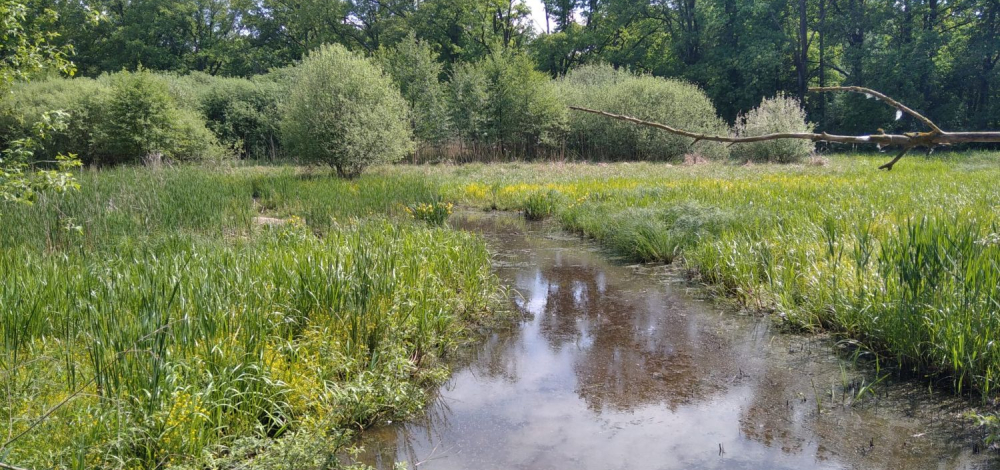 Exkursion: Naturschutzgebiet Caßlauer Wiesenteiche