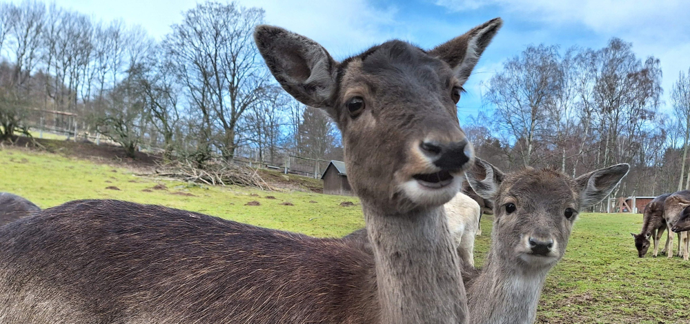 Fütterung im Wildpark Osterzgebirge