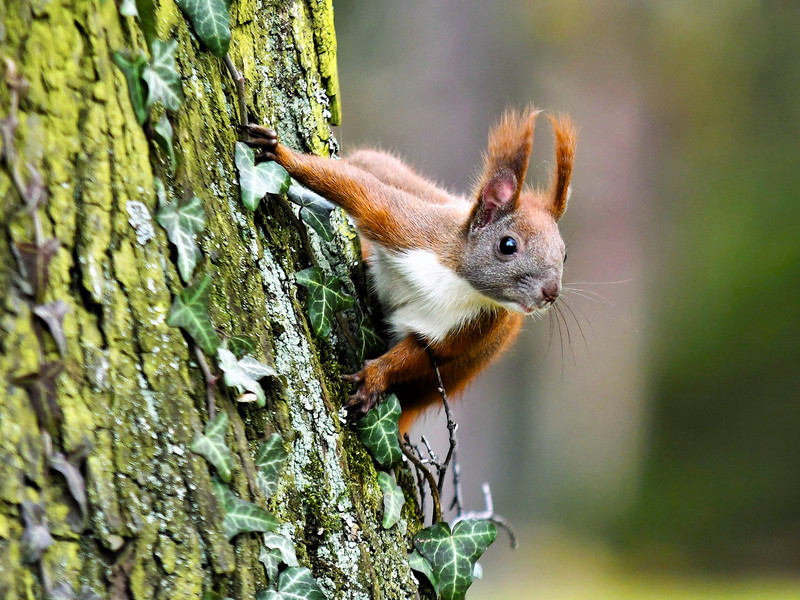 Sonderführung »Die Pillnitzer Eichhörnchen - Aufräumen mit den Mythen«