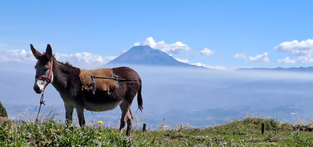 Reisevortrag "Ecuador - Anden, Vulkane, Galapagos - Unterwegs auf beiden Seiten des Äquators"