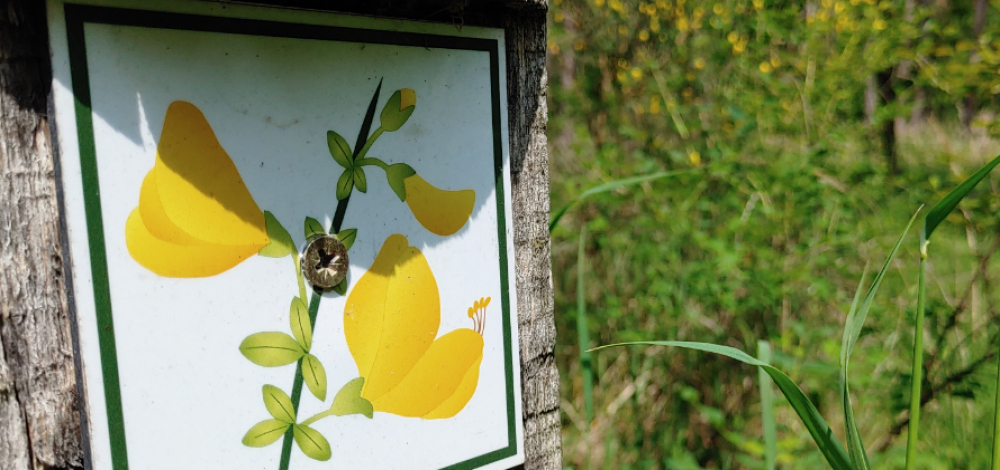 VELO WILDNIS - "Durch die Ginsterblüte"