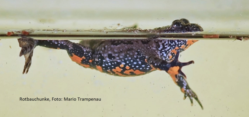 „Amphibien in der Oberlausitz“ – Ergebnisse aus langjährigen Amphibienzaunkontrollen“