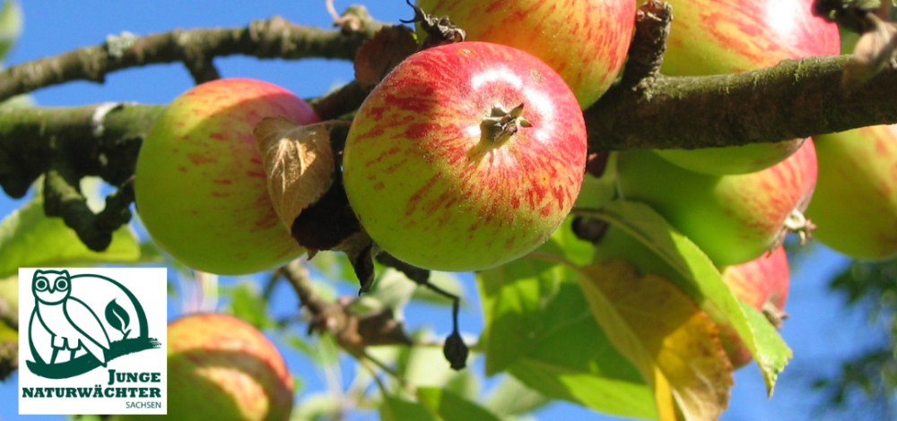 Wilde Wiese, süße Schätze | Praxistag der Jungen Naturwächter (JuNa)