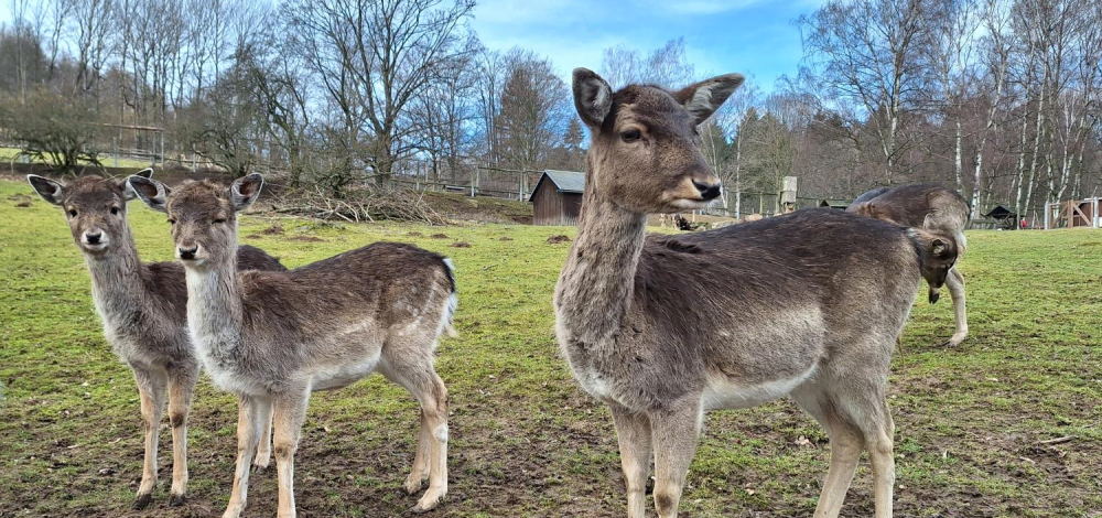 Futterrunde im Wildpark Osterzgebirge