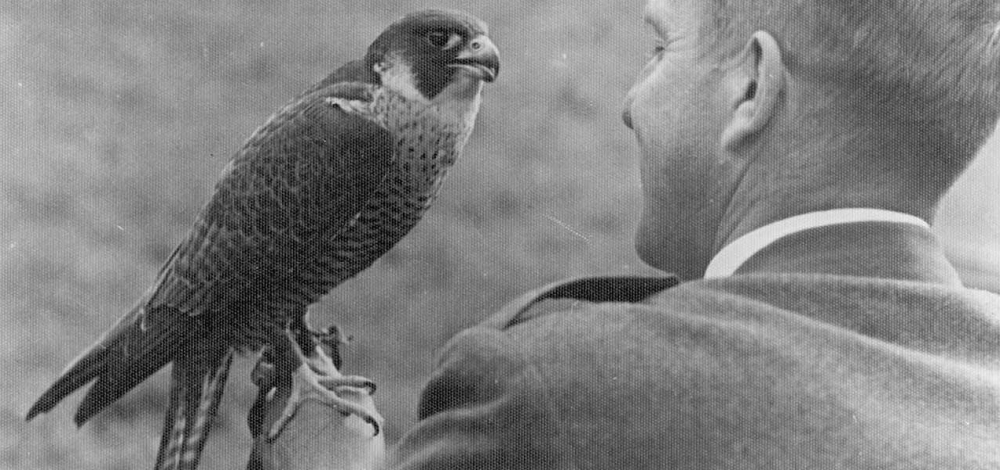 Naturkundlicher Vortrag: 90 Jahre Vogelschutz in Neschwitz – Organisation, Aufgaben und Aktivitäten