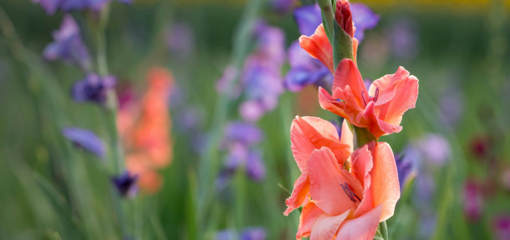 Fototour zur Wildgladiolenwiese