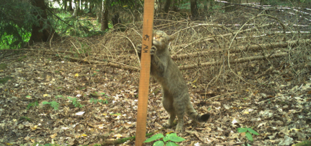 VORTRAG - "Wilde Katzen in Sachsen"