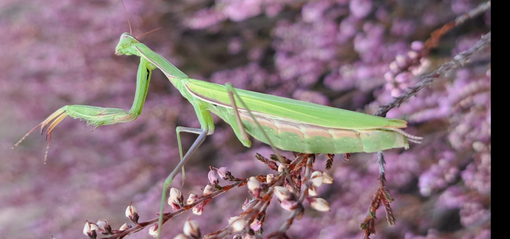 Exkursion: Göbelner Heide – Heideblüte, Bienen und ein grüner Einwanderer, die Gottesanbeterin