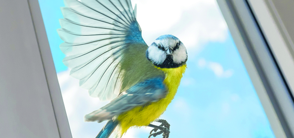 SONDERAUSSTELLUNG | Vorsicht! Glas! Unsichtbare Gefahr für unsere Vögel