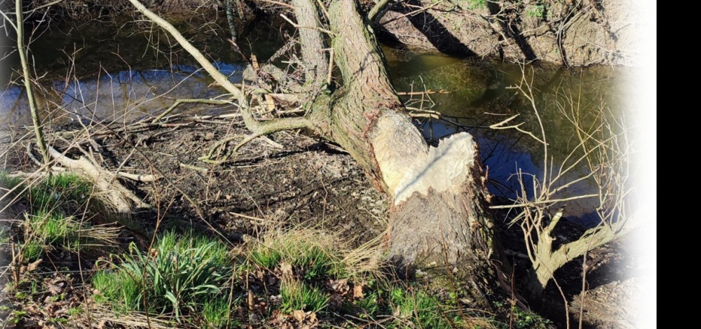 Exkursion ins Biberrevier bei Niederseifersdorf