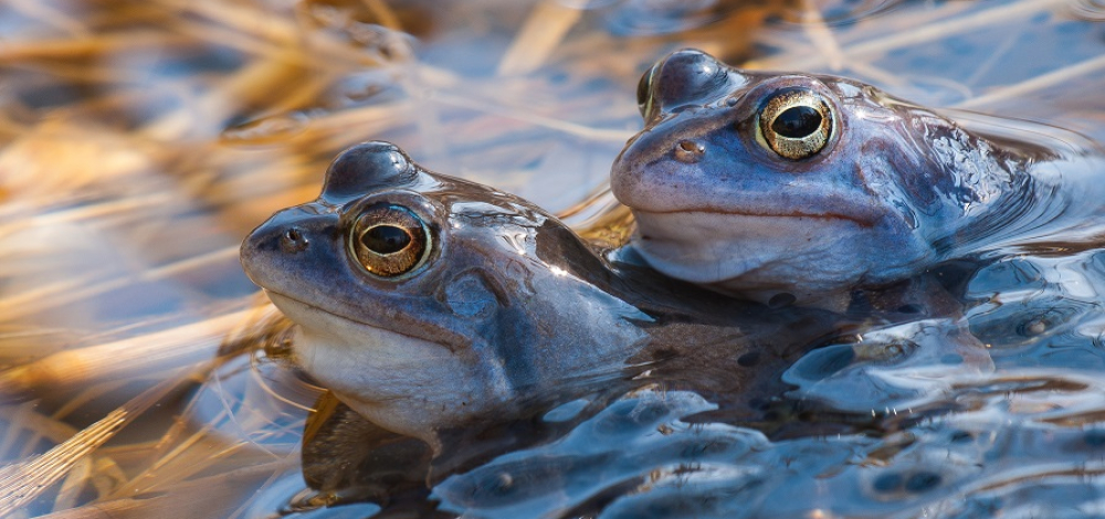 VORTRAG "Der Moorfrosch - Lurch des Jahres 2025"