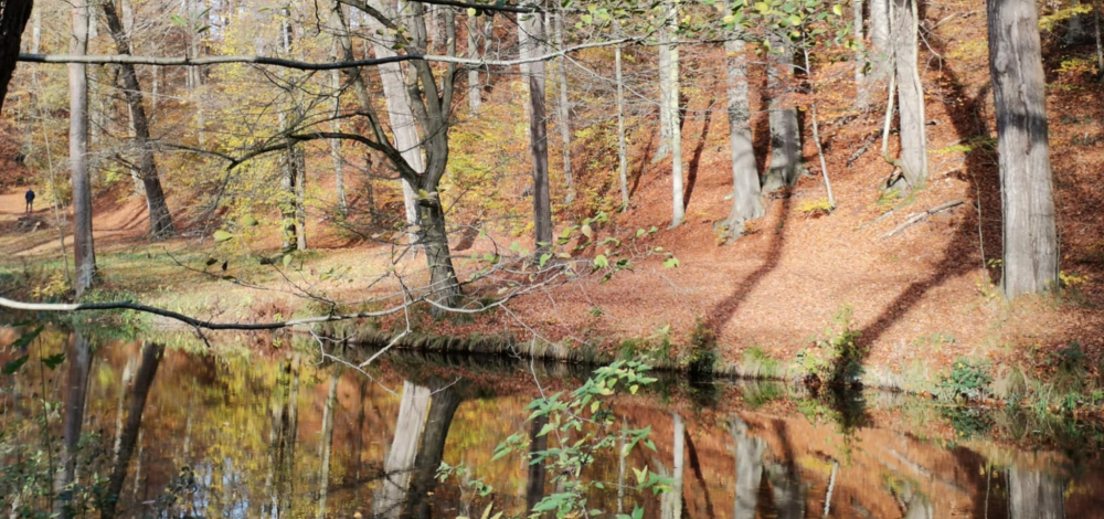 Comuneo Wanderung: Auf den Spuren der Romantik im Seifersdorfer Tal I Eintritt frei