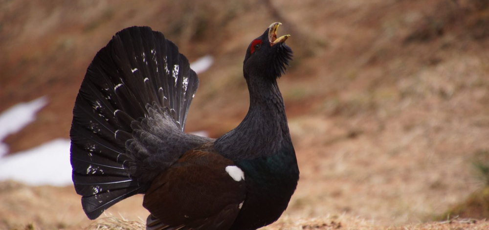Vortrag: Wie fängt man Auerhühner?