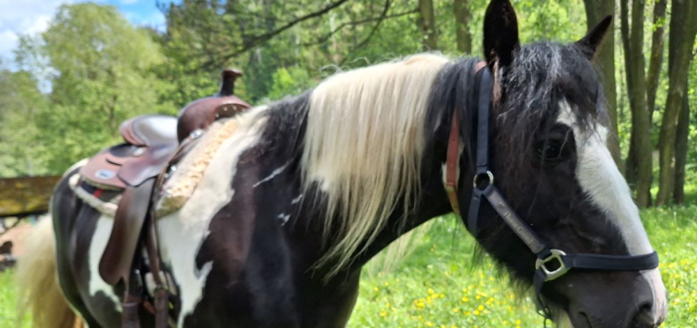 Wild Wild West im Wildpark Osterzgebirge