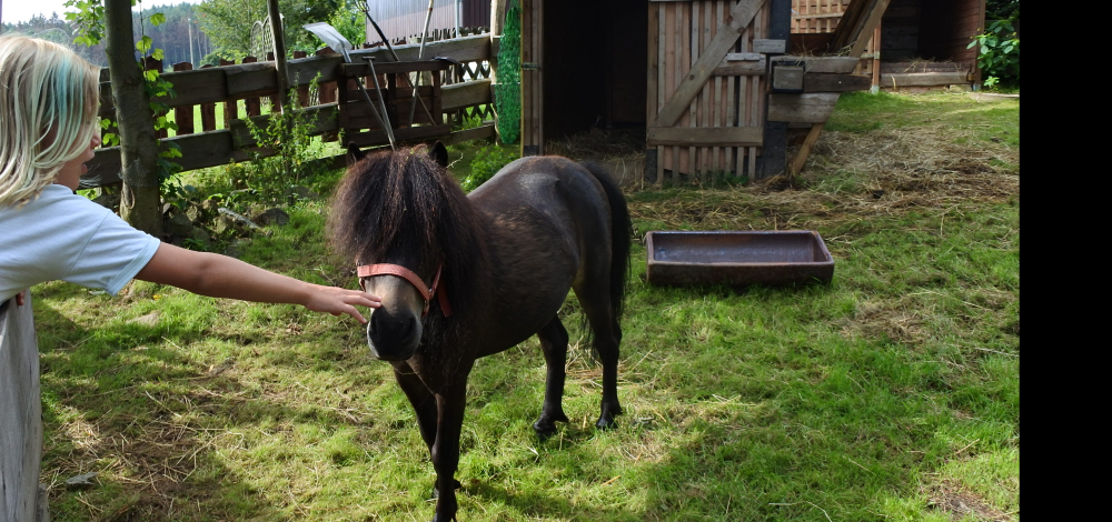 Besuch auf dem Reiterhof (Sommercamp)