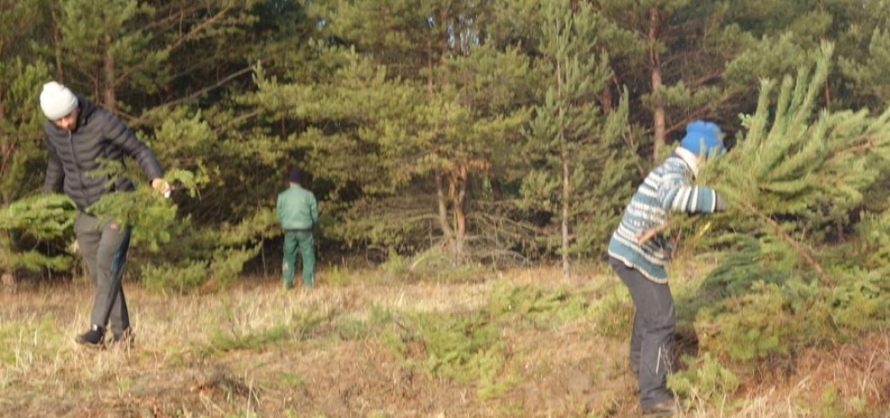 Arbeitseinsatz um den Weihnachtsbaum – Entbuschungsaktion in Bärwalde