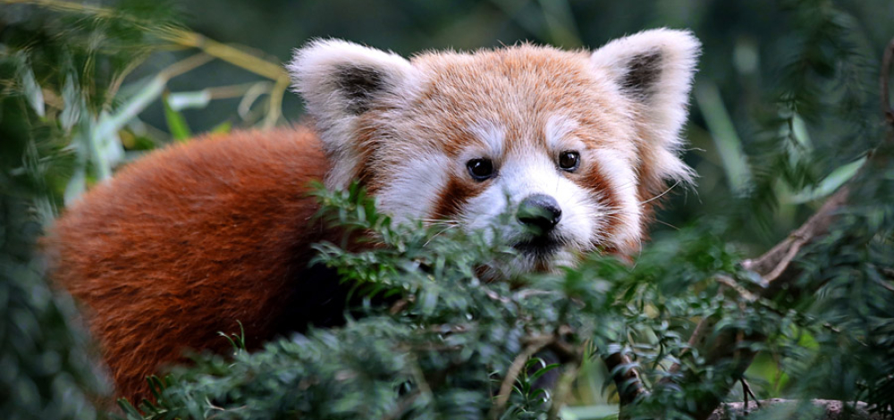 Red Panda Day (11-16 Uhr)