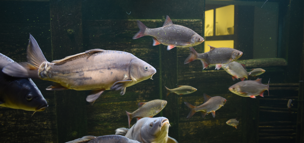 Taschenlampenführung im HAUS DER TAUSEND TEICHE