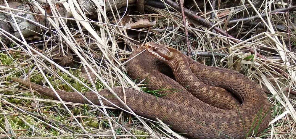 Öffentlicher Vortrag der NABU-Regionalgruppe Kamenz: Vorkommen und Schutz der Kreuzotter im Naturraum Königsbrück-Ruhlander Heiden