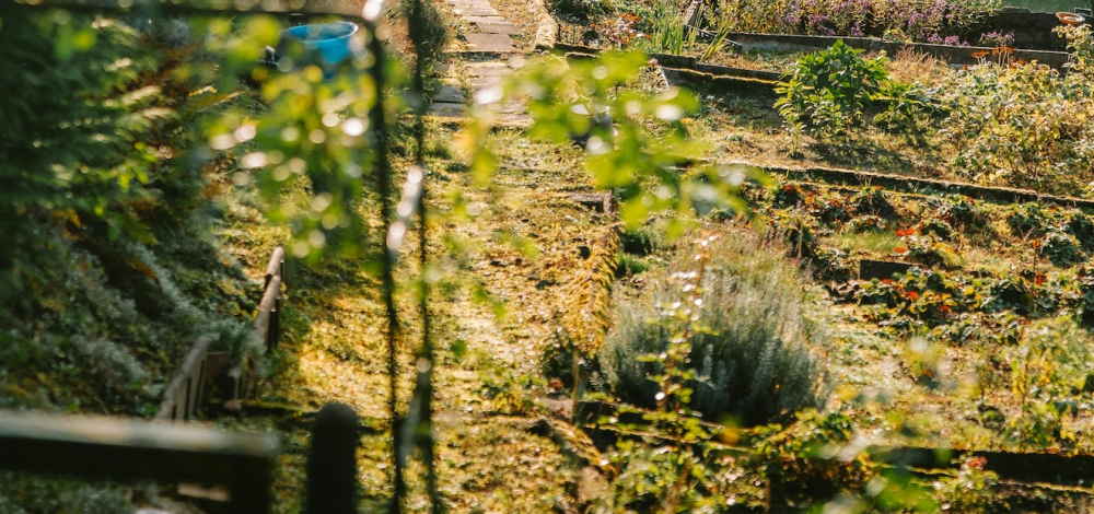 Ausstellungsrundgang „Kleingarten Eden"