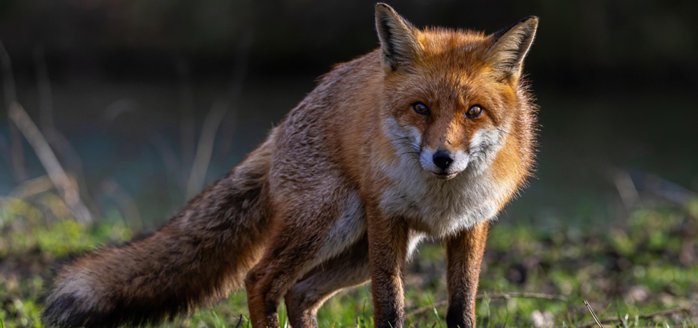 Sommerferien 2026 im Museum der Westlausitz: Tierforscher im Museum