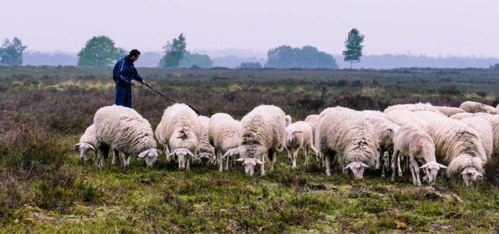 Naturschutzaktion – Befreien Sie die Bärwalder Heide von Weihnachtsbäumen