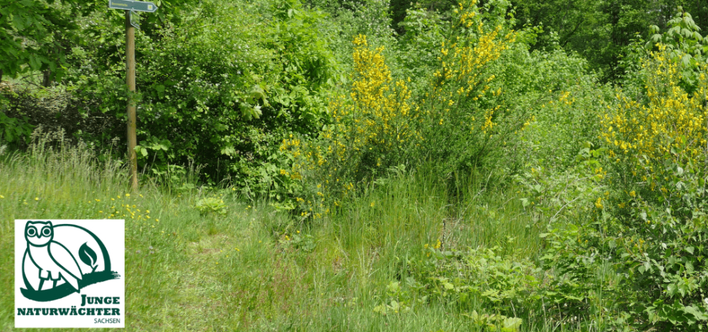 Lebensraum Hecke | Praxistag der Jungen Naturwächter (JuNa)