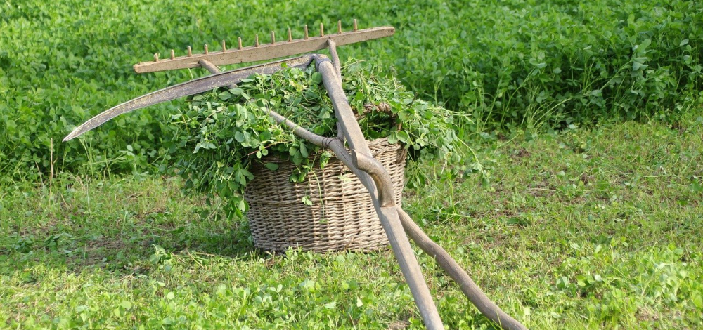 Aktion: Wiesenpflegetag – Komm mit auf die Wiese!