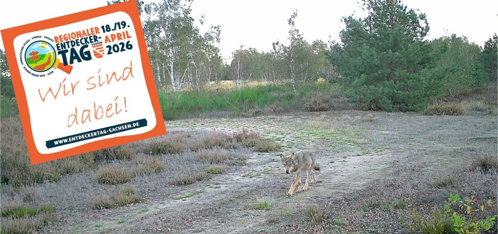 FAMILIENWANDERUNG - "Die Superkräfte des Wolfs" in der Gohrischheide Zeithain