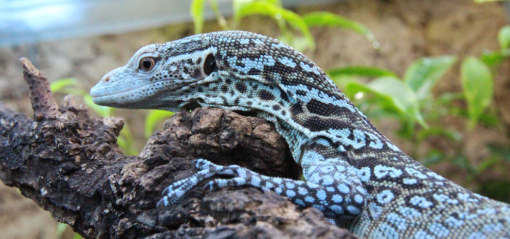 Schaufütterung im Vivarium