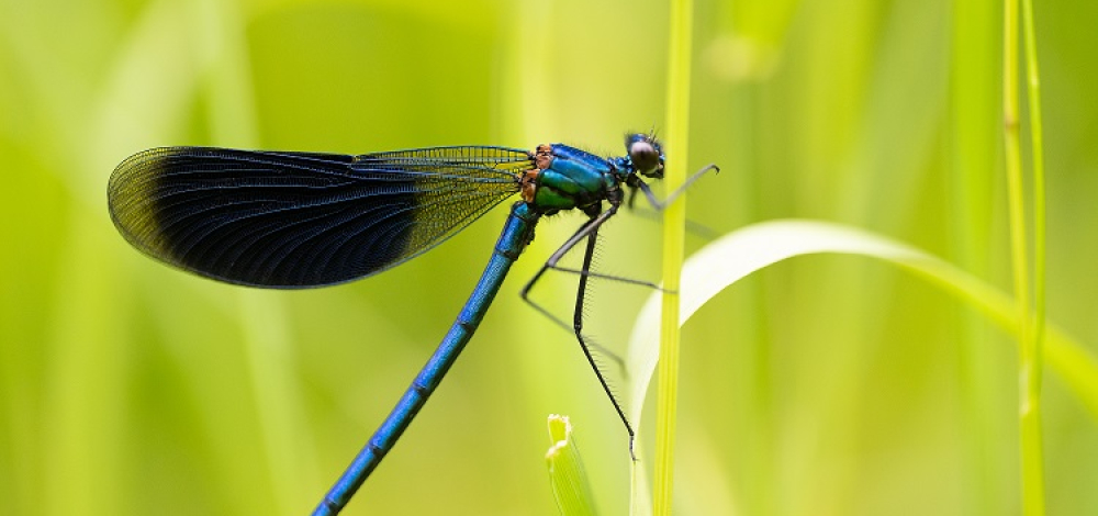 EXPEDITION WILDNIS - "Lebewesen an und in der Pulsnitz"