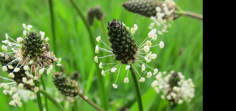Exkursion: Frühlingserwachen mit Kräutern