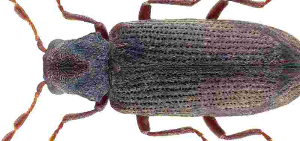 Es nagt nicht nur der Zahn der Zeit – von Papierfischchen und anderen Museumsfressern