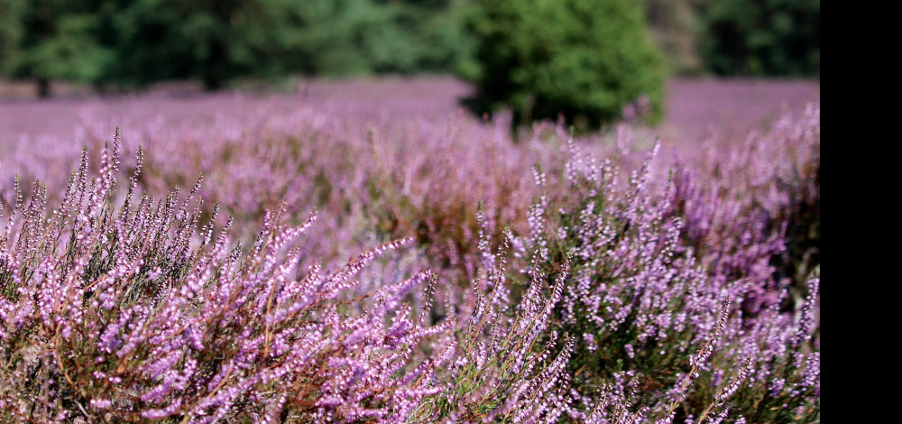 Exkursion: Fototour zur Heideblüte
