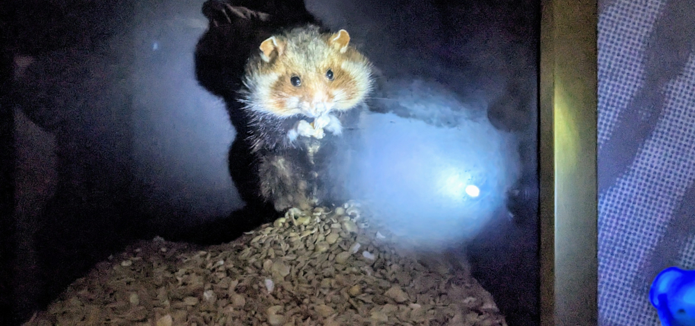 Rätselhafte Taschenlampenführung im Lessing-Museum. Eine Veranstaltung für Kinder.