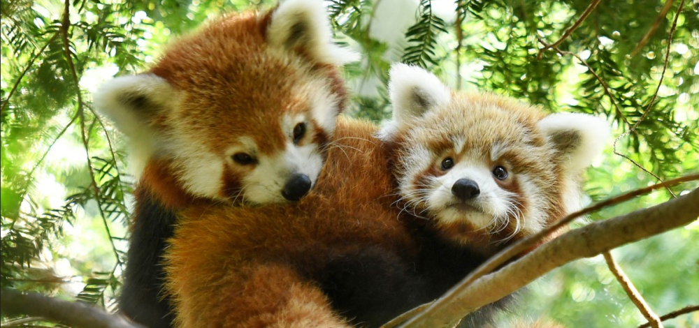 Internationaler Red Panda Day im Naturschutz-Tierpark Görlitz Zgorzelec