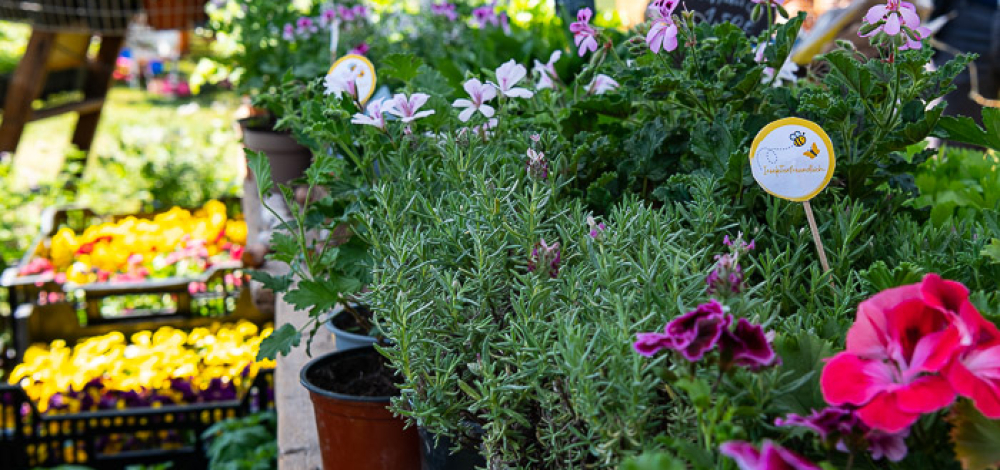 Frühlings-Gartenmarkt im Erlichthof