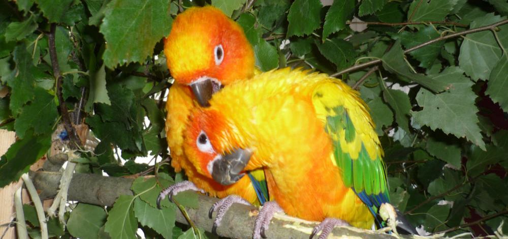 Vogelschau in Dresden Weixdorf