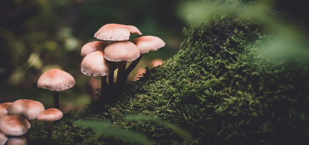 Pilz-Exkursion in Ostritz