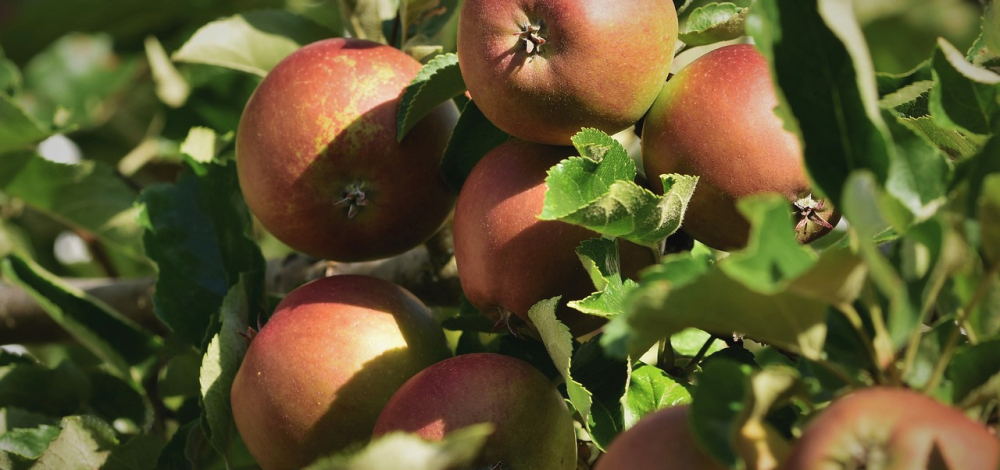 Apfel-Aktionstag mit Sortenbestimmung