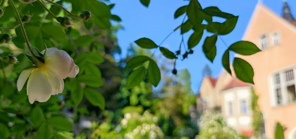Führung im Schlosspark Thürmsdorf: Der Rosengarten als Insektenparadies