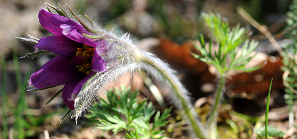 WILDE WANDERUNG - "Frühlingserwachen in der Königsbrücker Heide"