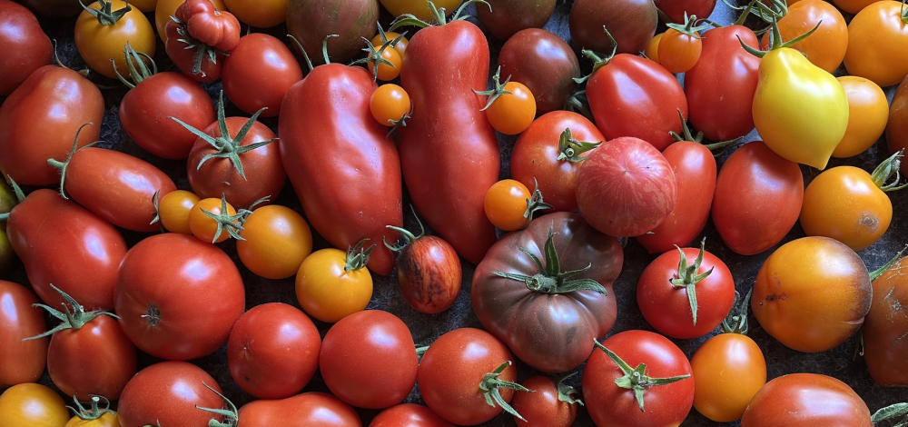 5. Tomaten-Paprika-Tag in Bautzen