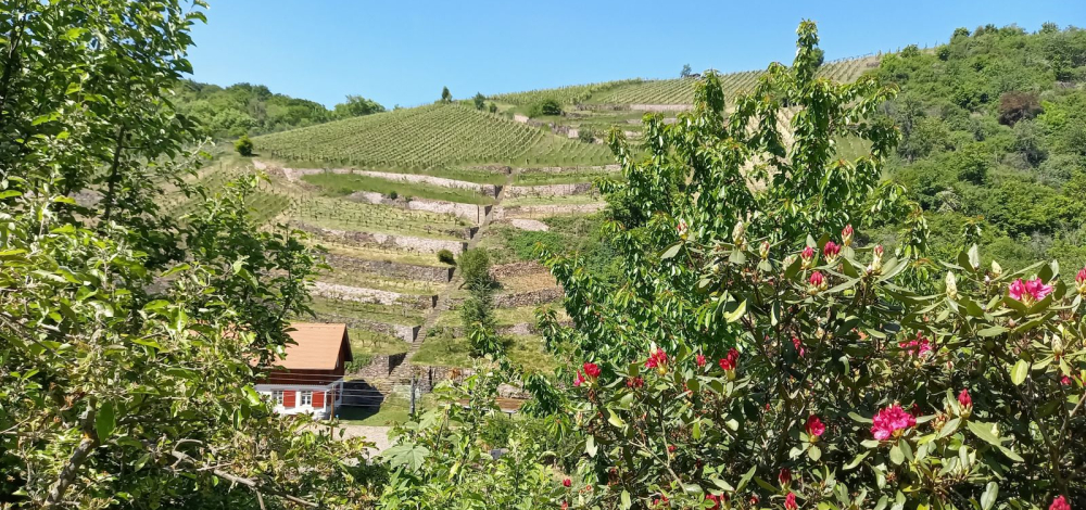 WeinWanderung Cossebaude – Terrassenweinbau in den linkselbischen Tälern