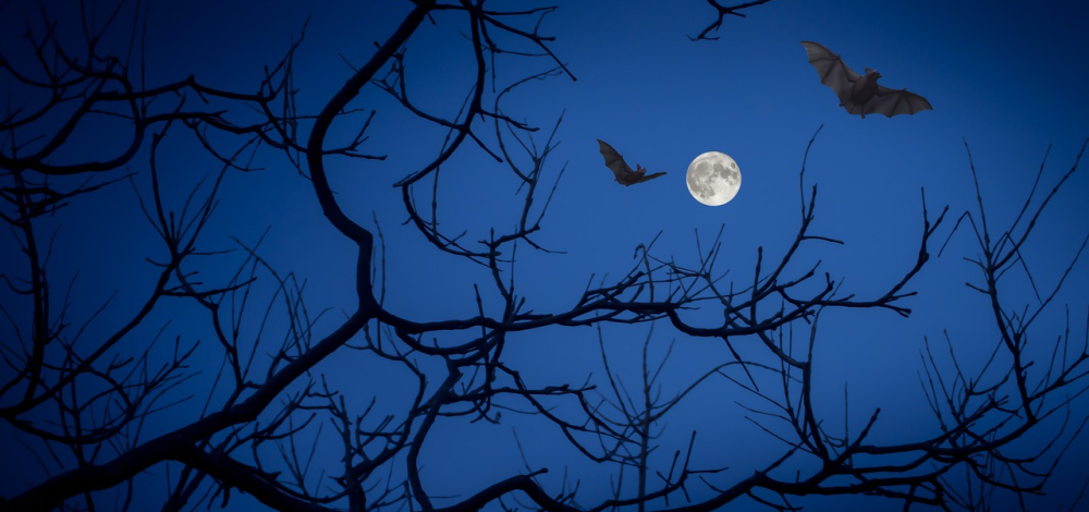 Kreativnachmittag: Mit Fledermäusen und Kröten auf Gespensterjagd