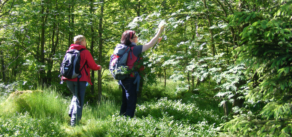 Kräuterspaziergang rund um den Adamsberg