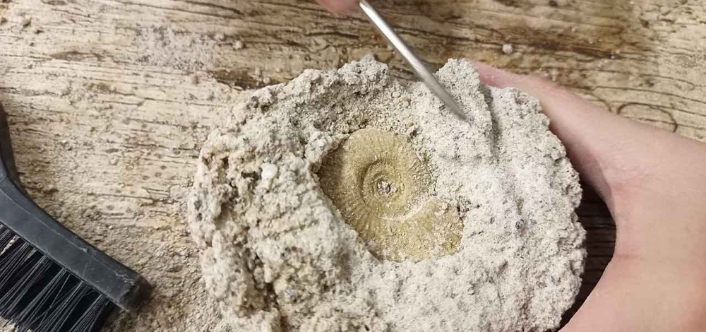 Sommerferien 2026 im Museum der Westlausitz: Fossilienforscher