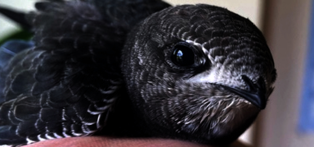 Gartenvögel von A bis Z