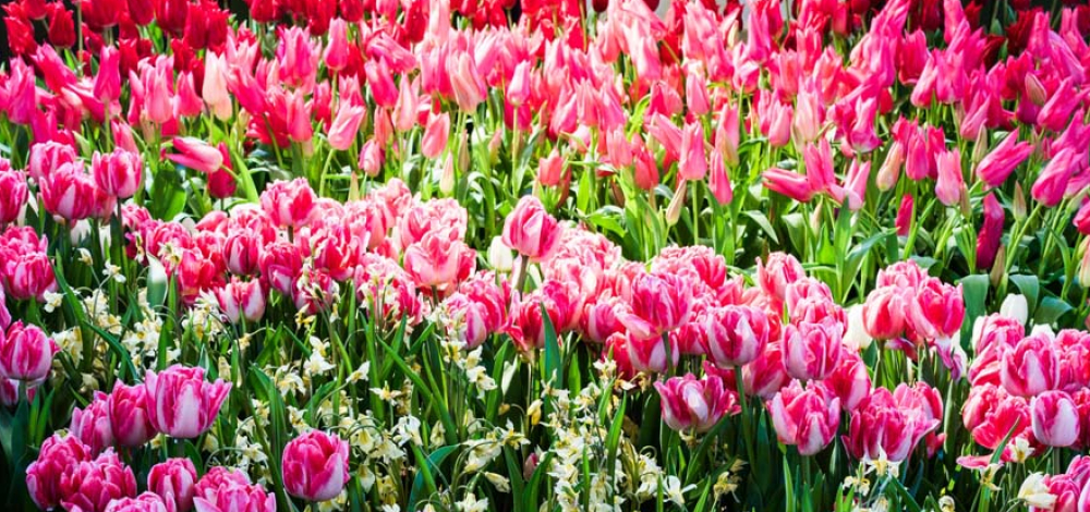 Dresdner Frühling im Palais